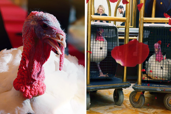 White House Posts Love Island Style Video for Upcoming Pardoned