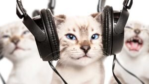 NPR Podcast - WIDE (5).jpg