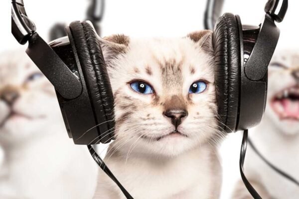 NPR Podcast - WIDE (5).jpg