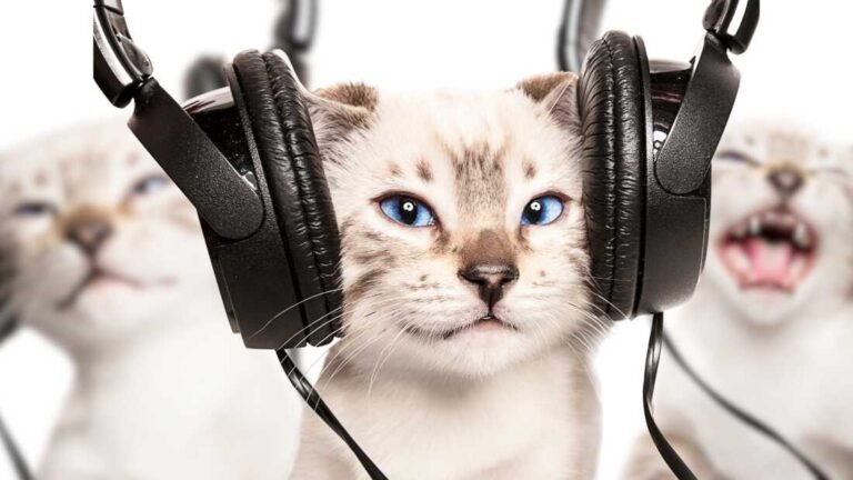 Ditching music algorithms? Here are 12 streaming alternatives to explore : World Cafe : NPR